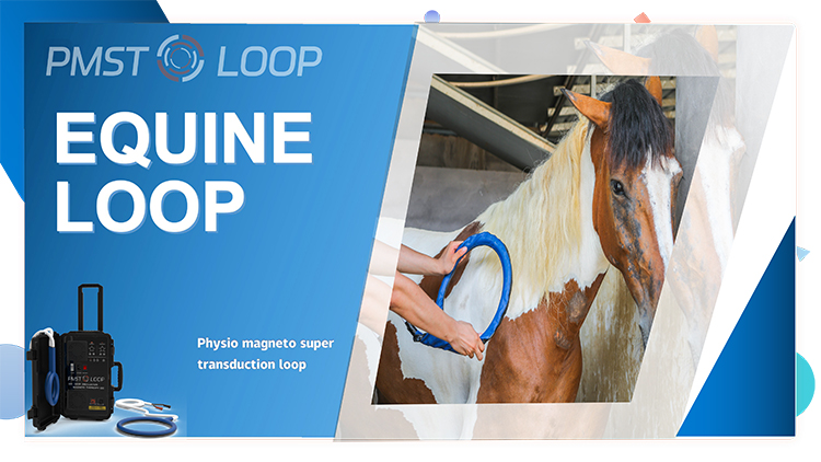 Appareil de thérapie magnétique vétérinaire Pemf Vet Magneto Therapy Plus pour la rééducation physique