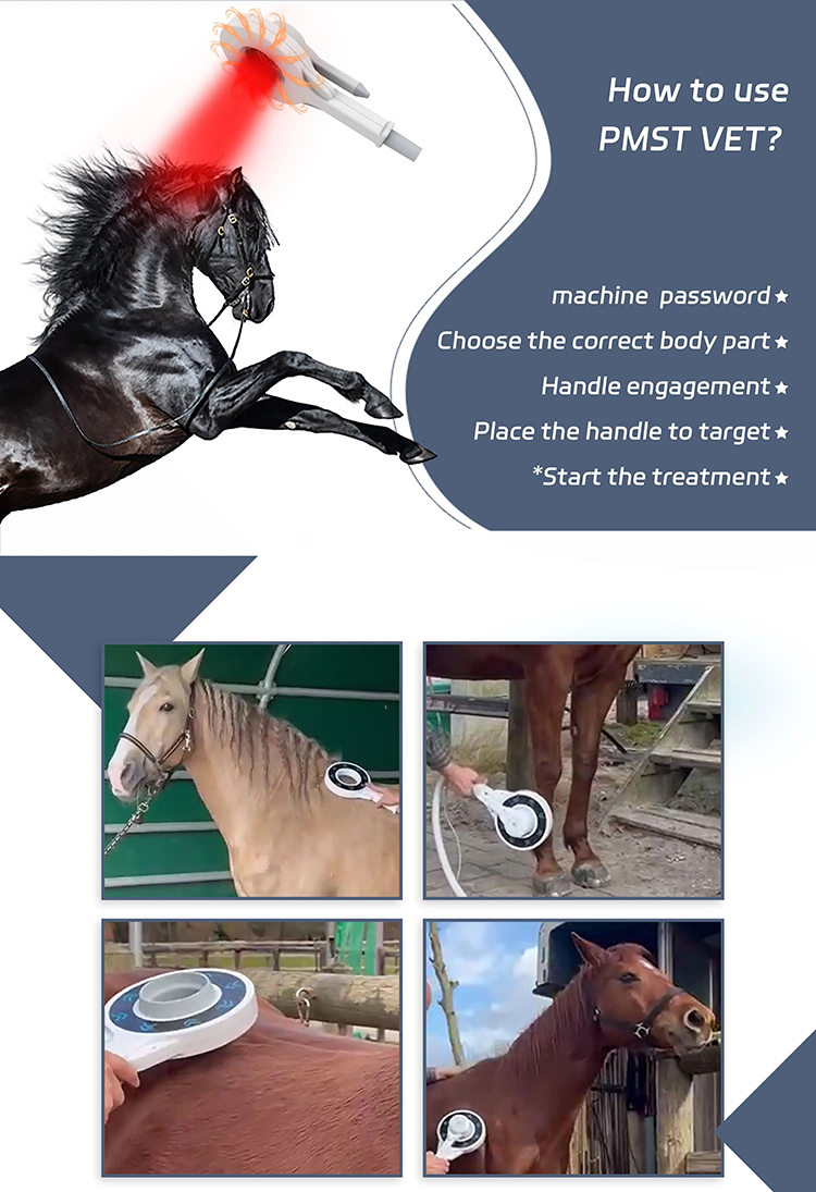 Thérapie magnétique extracorporelle Traitement magnétique pour chevaux Physiothérapie PEMF Appareil de soins pour animaux